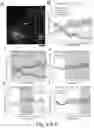 Fig. 07 - NEURONAL STIMULATION MODEL, DEVICE AND METHODS USING ALTERNATE CURRENT