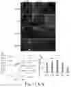 Fig. 12 - NEURONAL STIMULATION MODEL, DEVICE AND METHODS USING ALTERNATE CURRENT