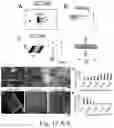 Fig. 13 - NEURONAL STIMULATION MODEL, DEVICE AND METHODS USING ALTERNATE CURRENT