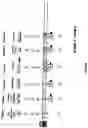 Fig. 13 - Process and apparatus for sequential synthesis of biological polymers