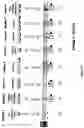 Fig. 16 - Process and apparatus for sequential synthesis of biological polymers