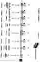Fig. 17 - Process and apparatus for sequential synthesis of biological polymers