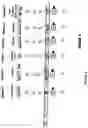 Fig. 18 - Process and apparatus for sequential synthesis of biological polymers