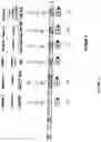 Fig. 19 - Process and apparatus for sequential synthesis of biological polymers
