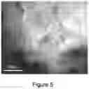 Fig. 06 - Electroactive composite comprising graphene, a metalloprotein and a conjugate polymer