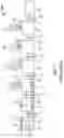 Fig. 08 - METHOD FOR PURIFYING AND TESTING BIOMOLECULES FROM BIOLOGICAL SAMPLES