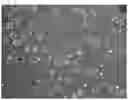 Fig. 06 - METHOD OF PRODUCING SOLID SPHERICAL POWDER,AND METHOD OF PRODUCING SHAPED PRODUCT