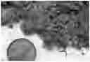 Fig. 01 - Bulk animal bedding