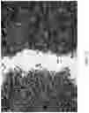 Fig. 09 - Bulk animal bedding