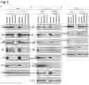 Fig. 06 - SMALL MOLECULES FOR CANCER THERAPY THAT REDUCE THE EXPRESSION OF TRANSCRIPTION FACTORS KLF5 AND EGR-1