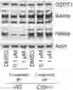 Fig. 01 - Small molecule degraders of Helios and methods of use
