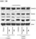 Fig. 06 - Small molecule degraders of Helios and methods of use