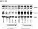 Fig. 07 - Small molecule degraders of Helios and methods of use