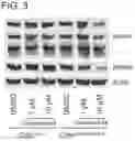 Fig. 10 - Small molecule degraders of Helios and methods of use