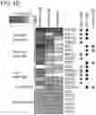 Fig. 14 - Small molecule degraders of Helios and methods of use