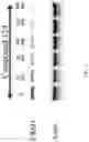 Fig. 02 - Nuclear transport modulators and uses thereof