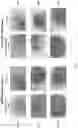 Fig. 09 - Nuclear transport modulators and uses thereof