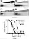 Fig. 42 - SMALL MOLECULES THAT BIND CYCLIN-DEPENDENT KINASE INHIBITOR 1B (P27KIP1)