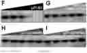 Fig. 43 - SMALL MOLECULES THAT BIND CYCLIN-DEPENDENT KINASE INHIBITOR 1B (P27KIP1)
