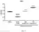 Fig. 06 - HMOX1 INDUCERS