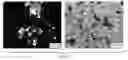 Fig. 04 - Crystal Forms of (S)-4-(8-amino-3-(1-(but-2-ynoyl)-pyrrolidin-2-yl)imidazo[1,5-a]pyrazin-1-yl)-n-(pyridin-2-yl)benzamide