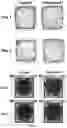 Fig. 12 - MACROCYCLES WITH ANTIOXIDANT AND NEUROPROTECTIVE ACTIVITIES