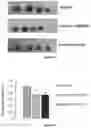 Fig. 17 - MACROCYCLES WITH ANTIOXIDANT AND NEUROPROTECTIVE ACTIVITIES