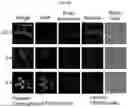 Fig. 06 - pH-RESPONSIVE SILICA METAL ORGANIC FRAMEWORK NANOPARTICLES FOR DELIVERY OF BIOACTIVE MOLECULES