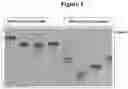 Fig. 02 - Cation exchange chromatography methods
