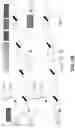 Fig. 44 - Process technology for biological product manufacturing and downstream purification