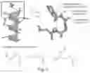 Fig. 08 - PROLINE-LOCKED STAPLED PEPTIDES AND USES THEREOF