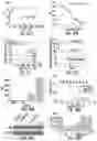 Fig. 28 - CELL PENETRATING PEPTIDES AND METHODS OF MAKING AND USING THEREOF