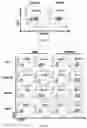 Fig. 02 - NEF-CONTAINING T CELLS AND METHODS OF PRODUCING THEREOF