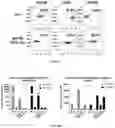 Fig. 06 - NEF-CONTAINING T CELLS AND METHODS OF PRODUCING THEREOF