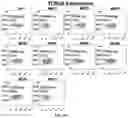 Fig. 08 - NEF-CONTAINING T CELLS AND METHODS OF PRODUCING THEREOF