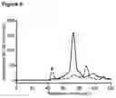 Fig. 08 - NOVEL LYSSA VIRUS PHOSPHOPROTEINS