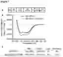 Fig. 09 - NOVEL LYSSA VIRUS PHOSPHOPROTEINS