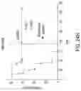 Fig. 46 - Methods of using interleukin-2 agents