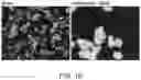 Fig. 35 - Circular RNA compositions and methods