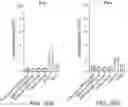 Fig. 41 - Circular RNA compositions and methods