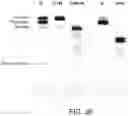 Fig. 48 - Circular RNA compositions and methods