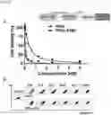 Fig. 04 - FERRITIN NANOCAGE FOR MULTI-DISPLAYING TRAIL TRIMER AND CANCER-TARGETING PEPTIDE AND USE THEREOF AS ANTICANCER AGENT