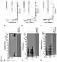 Fig. 06 - FERRITIN NANOCAGE FOR MULTI-DISPLAYING TRAIL TRIMER AND CANCER-TARGETING PEPTIDE AND USE THEREOF AS ANTICANCER AGENT