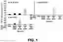 Fig. 02 - Methods and Compositions for Treating Melanoma
