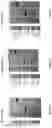 Fig. 17 - Compositions for increasing half-life of a therapeutic agent in livestock animals and methods of use