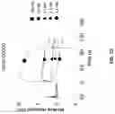 Fig. 32 - Compositions for increasing half-life of a therapeutic agent in livestock animals and methods of use