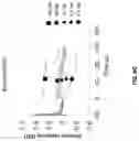 Fig. 45 - Compositions for increasing half-life of a therapeutic agent in livestock animals and methods of use