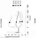 Fig. 46 - Compositions for increasing half-life of a therapeutic agent in livestock animals and methods of use