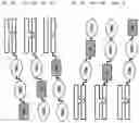 Fig. 22 - CHIMERIC PROTEINS AND CHIMERIC PROTEIN COMPLEXES DIRECTED TO FMS-LIKE TYROSINE KINASE 3 (FLT3)