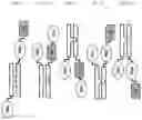 Fig. 28 - CHIMERIC PROTEINS AND CHIMERIC PROTEIN COMPLEXES DIRECTED TO FMS-LIKE TYROSINE KINASE 3 (FLT3)